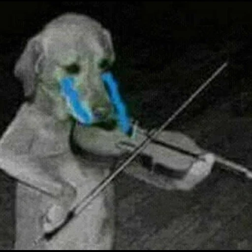 triste, poodle, dogs are funny, violin dog, the dog has brought it