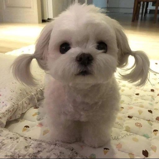 anjing itu lucu, anak anjing yang lucu, anak anjing yang lembut, malta, anak anjing maltese blinka