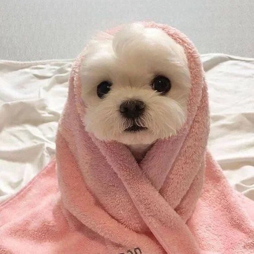 charmant chiot, charmant chiot, charmant chien, le chiot est mignon, tête de chiot