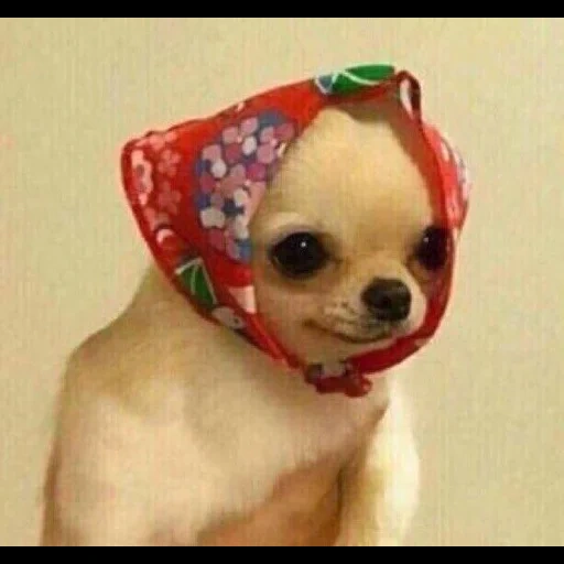 chihuahua, chien donnant un turban, chihuahua, chihuahua drôle, meme chien mignon