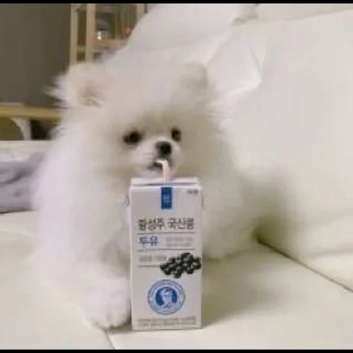 spitz white, spitz rock, chien spitz, chiot poilu, chiot japonais spitz