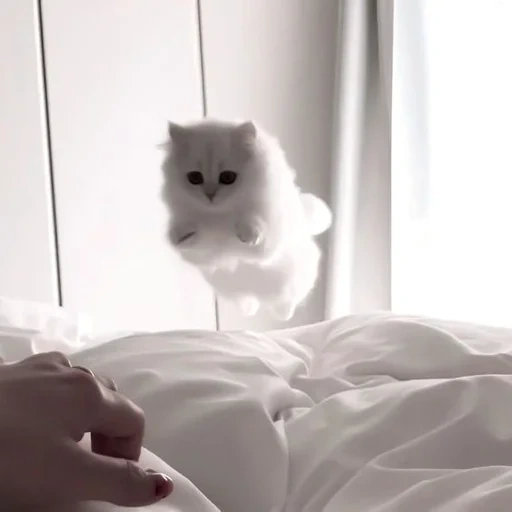 chat blanc, chaton blanc, esthétique des phoques, chat blanc poilu, esthétique de chat mignon