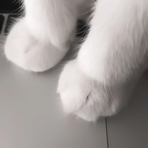 gato, gatos, gato, el gato es esponjoso, pata blanca esponjosa de un gato