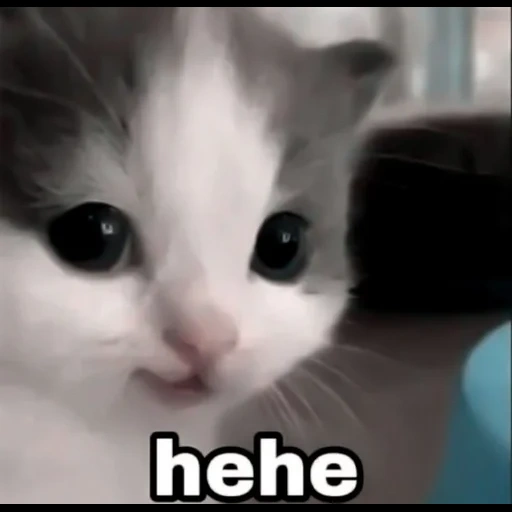 katze, katze, kätzchen meme, die katze ist klein, süße katzen sind lustig