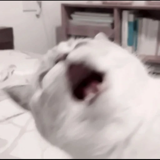 cat, seal, a yawning cat, funny cat, cute cats are funny