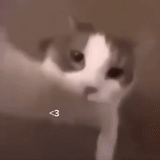 kucing, kucing, seal, csgorun, kamera ciuman kucing