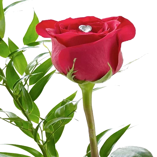 роза гул, роза гулдор, розы красные, сорт розы трулав, бело красные розы