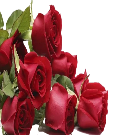 красные розы, красивые розы, красные розы открытка, открытки розы красивые, с 8 марта красивые розы