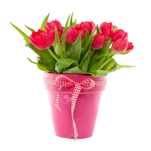 тюльпаны, цветы тюльпаны, букет тюльпанов, розовые тюльпаны, розовые тюльпаны ведерке зеленом фоне