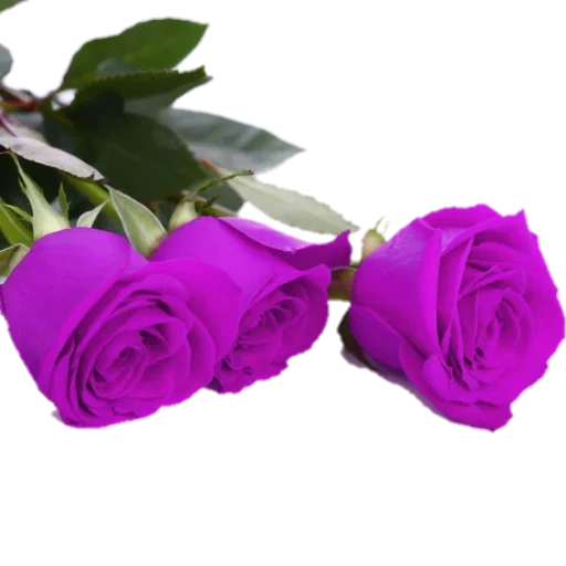 цветы, цветы розы, розы розовые, розы красивые, розы фиолетовые