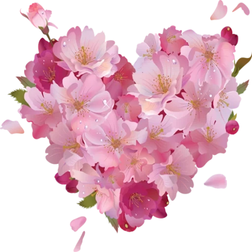 цветы цветы, розовые цветы, цветы клипарт, цветок сакуры, сакура белом фоне
