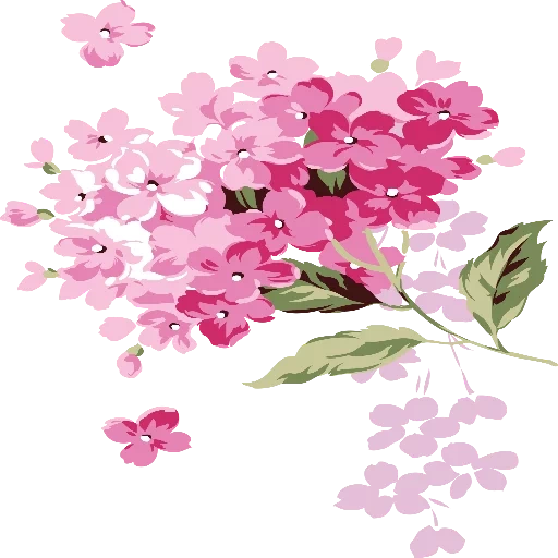 фон цветы, сирень цветы, сирень клипарт, розовая гортензия, на прозрачном фоне цветы