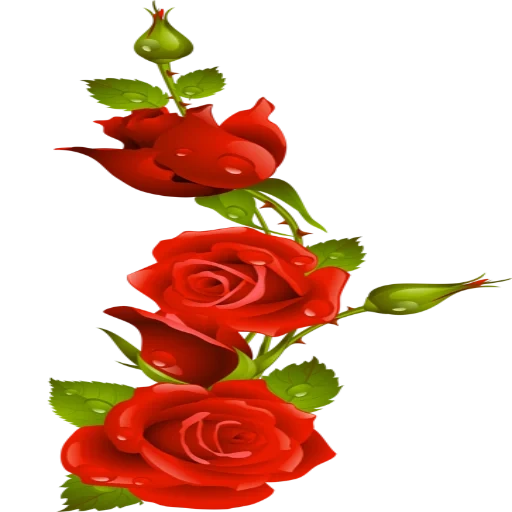 цветы розы, красные розы, красивые розы, цветы красные розы, цветы красивые розы