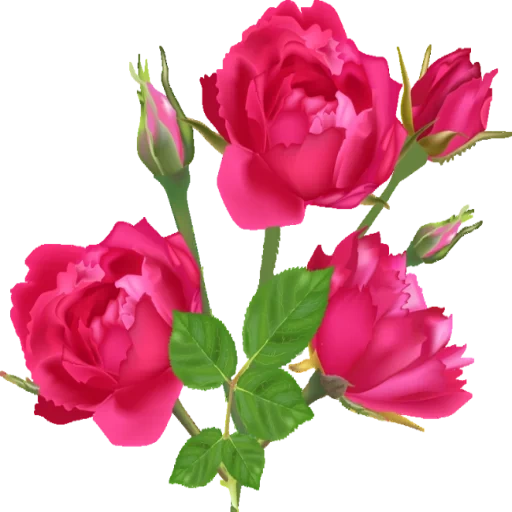 цветы розы, розовые розы, роза кустовая, розы прозрачном фоне, роза кустовая розовая