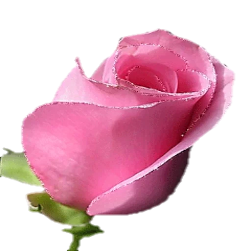 rose pink, роза бутон, аваланж роза, розовые розы, красивые розовые розы