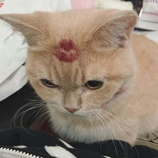 kucing, kucing, kucing ke kepala, menghilangkan kucing, geser lichen cat