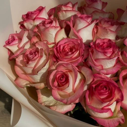roses, llc rosa, pink roses, white pink roses, rosa ecuador paloma