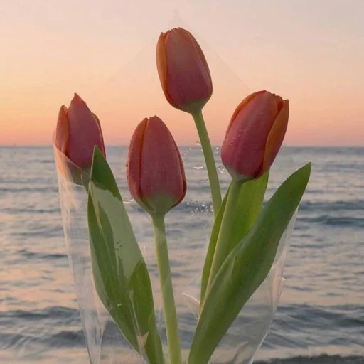 tulipes, tulipes d'arrière-plan, mer de tulipes, esthétique des tulipes, les tulipes sont belles