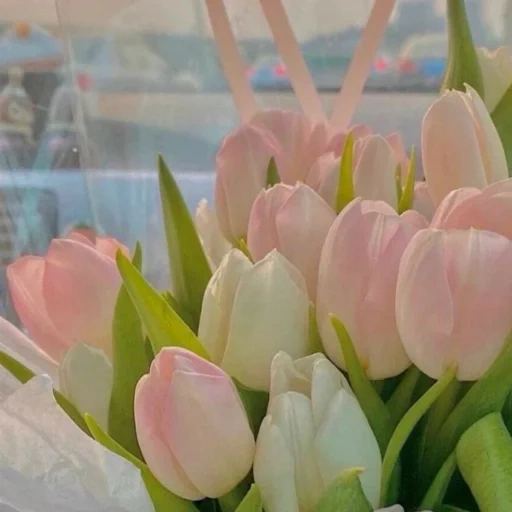 tulip putih, tulip segar, tulip lembut, tulip merah muda, tulip berwarna pink lembut