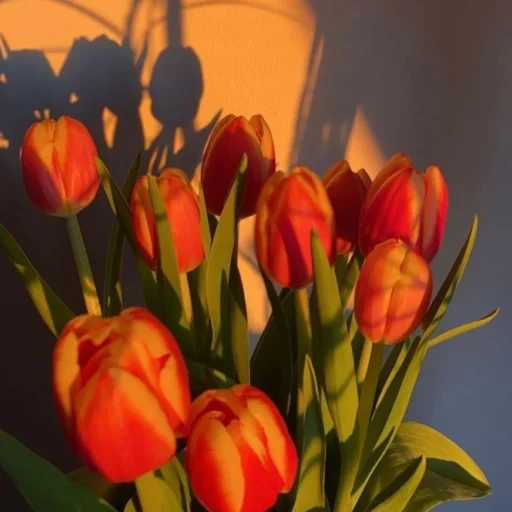 fleurs, tulipes, tulipes von, tulipes orange, studio d'épilation laser