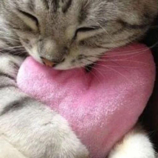 gato, gato, corazones de gato, corazón de gato, corazón de gatito