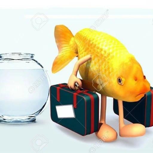 poisson avec les jambes, le poisson est de l'or, bosses de valise, poisson d'aquarium, pêcher avec vos mains