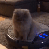 cat, cats, cat cat, robot vacuum cleaner cat, robot-poll cat
