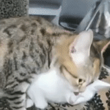 kucing, kucing bengal, bengal kittens, bengal cat knit, kucing bengal kucing