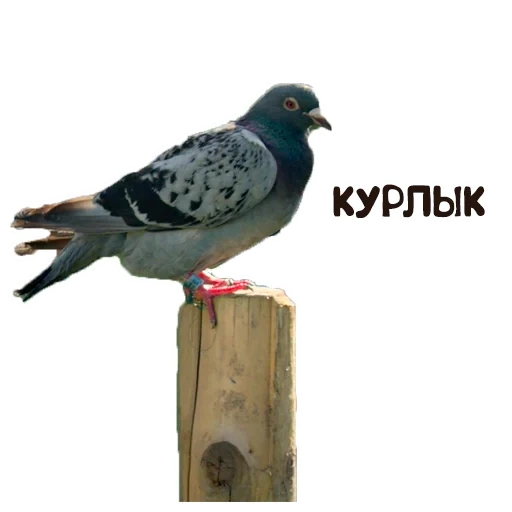 pigeon, pigeon ash, pigeon pigeon, pigeons without background, white-bottomed pigeon