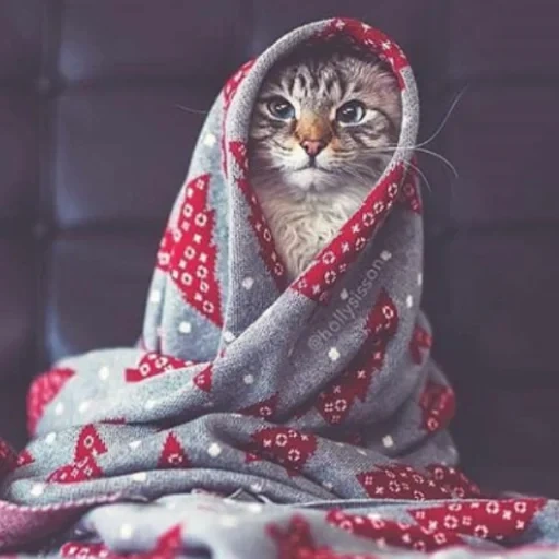 gato, focas, alá gleebenchkova, lindo gato a cuadros, la navidad del gato es muy interesante