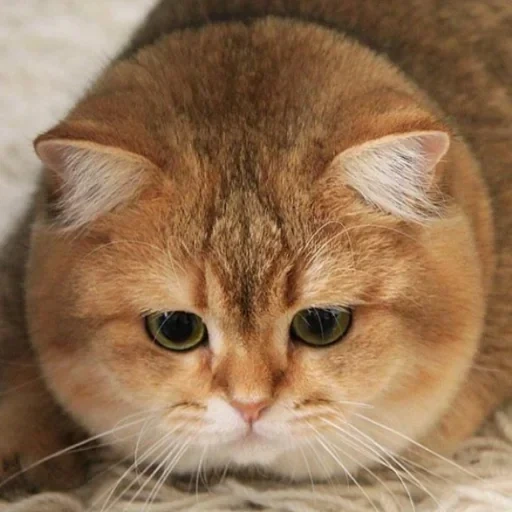british red cat, the british cat is red, kittens scottish straight, british golden chinchilla, british short haired cat red