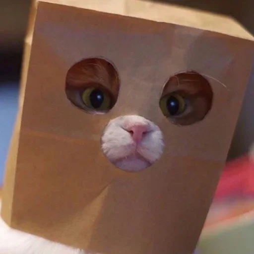 cat, murka is a cat, the cat is a paper bag, cute cats are funny, a cat with a bag of head