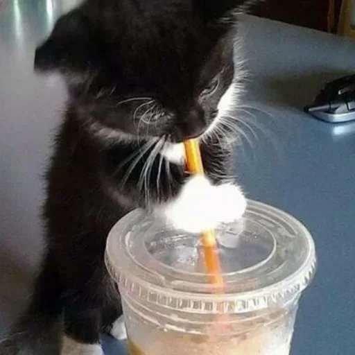 кот, кот коктейлем, кот пьет молоко, котик коктейлем, котенок пьет молоко