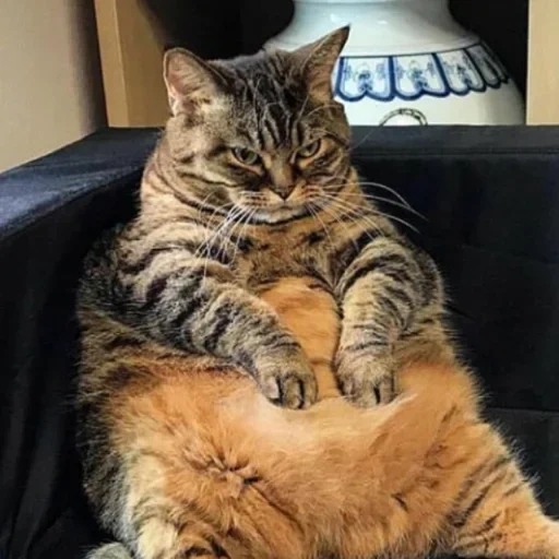 кот, жирный кот, ленивый кот, толстый кот, толстый котик