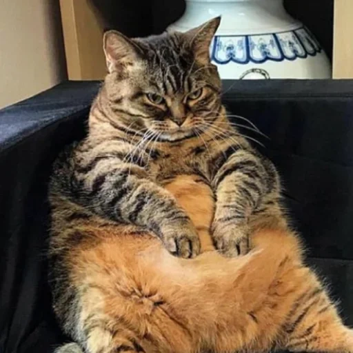 cats, fat cat, chat paresseux, fat cat, fat cat