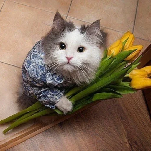 cat flowers, cat with flowers, cat flower, the cat gives flowers, a cat with a bouquet of flowers