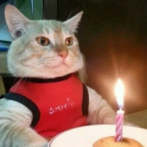 gato, gatos, animais engraçados, gato com um aniversário de vela, feliz aniversário natalya dmitrievna