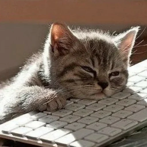 кот, котик, кот клаве, усталый кот, котик клавиатуре