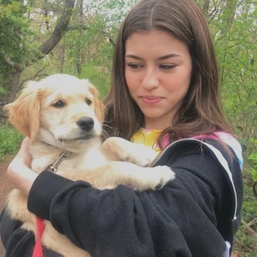 mujer joven, humano, golden retriever, labrador retriever, golden retriever puppy