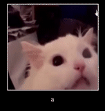 cat, cat, cat, pikcha screaming cat, white cat screams meme