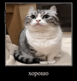 cat, kote, cat meme, the cats are funny, cute cats are funny