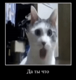 cat, cats, cats shock, the cat is funny, the cat opens the mouth meme