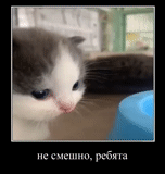 kote, cats, cat, a cat, a kitten meme