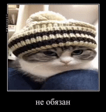 kote, gatos, gato, gatos, sombrero de gato