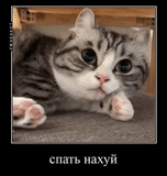 cats, cats, charmant phoque, animal ridicule, gobelet pour chat adorable