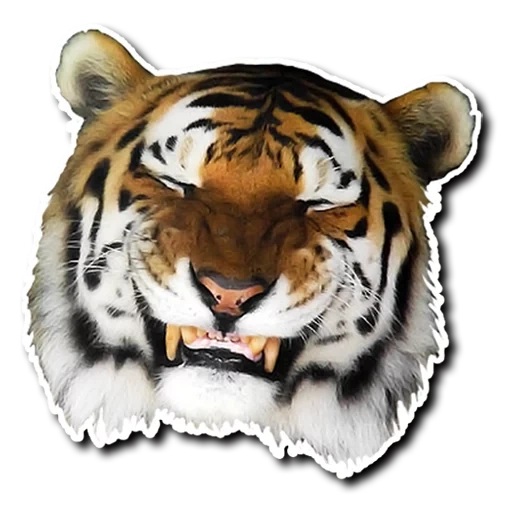 la tigre, bocca di tigre, testa di tigre, bocca di tigre, tigre realistica