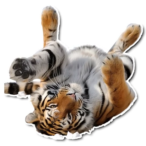 тигр, тигр ватсап, спящий тигр, амурский тигр