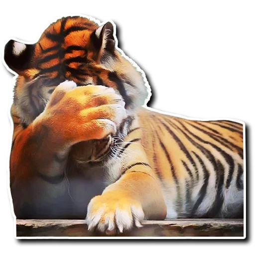 тигр, смешной тигр, тигр тигрович