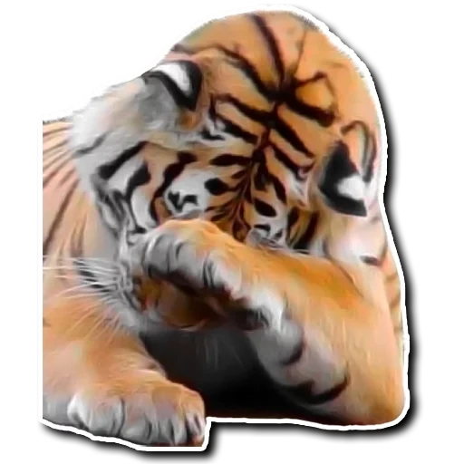 tiger, tiger vasap, tiger tigress, the tiger was offended, a lifelike tiger