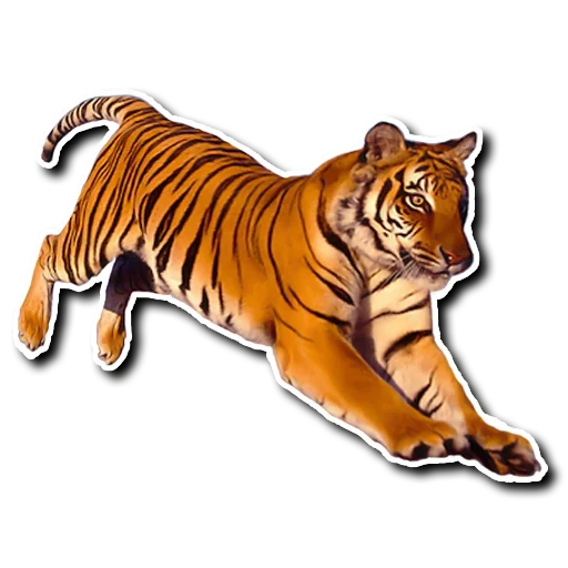 тигр, тигр ватсап, прыгающий тигр, полосатый рейс, тигр белом фоне